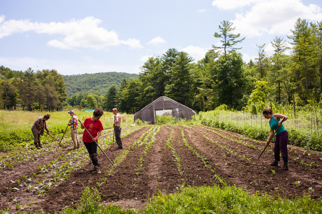 Adamah CSA in Falls Village