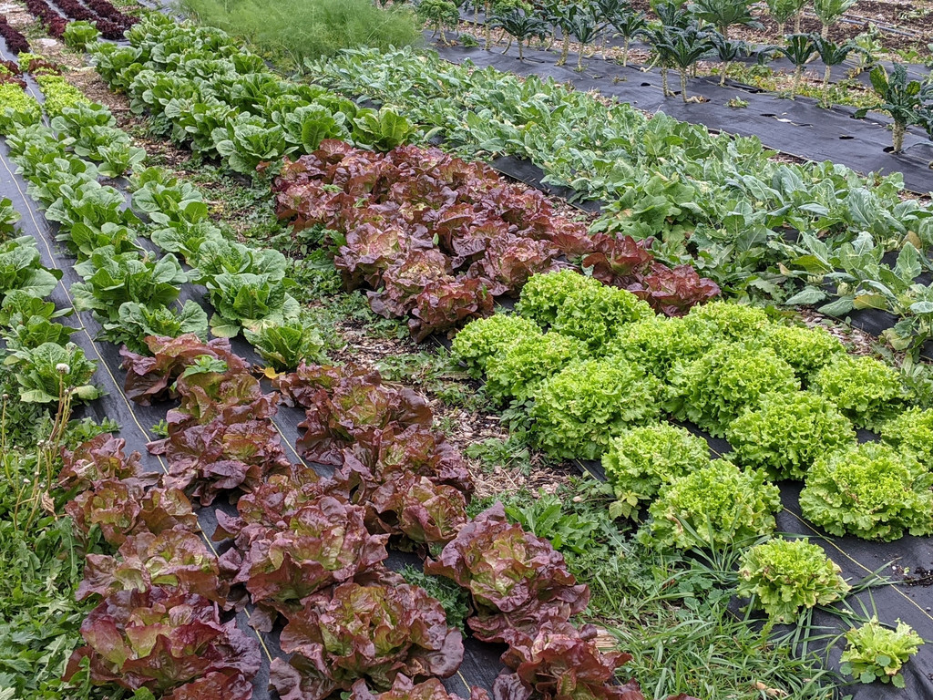 Adamah Farm Central Detroit