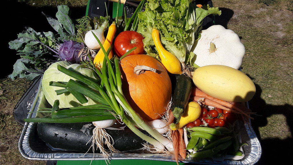 Adamson Farms U-Pick