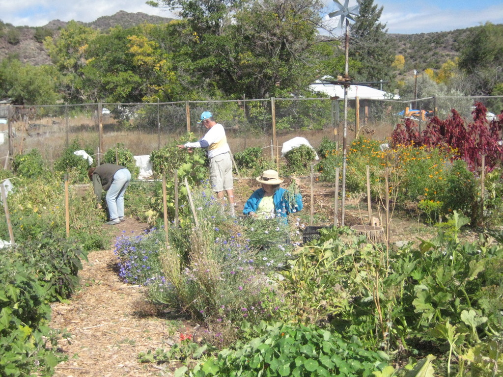 Ahimsa Farm