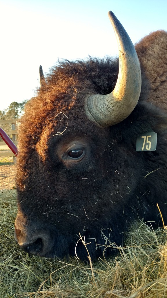 Alabama Bison Co