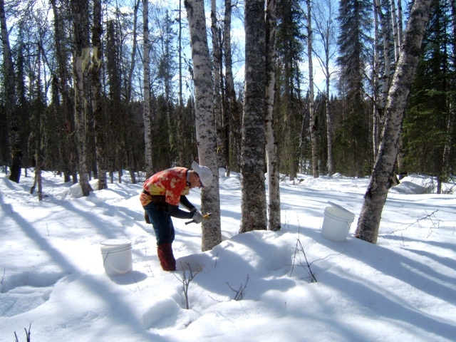 Alaska Wild Harvest LLC; dba Kahiltna Birchworks