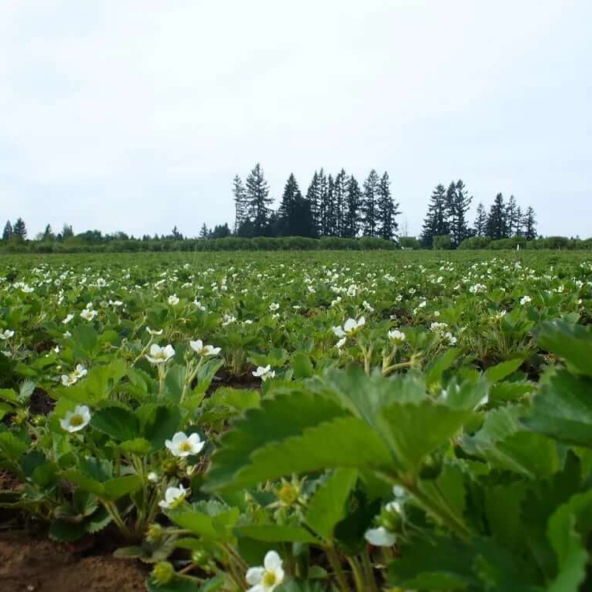 Albeke Farms