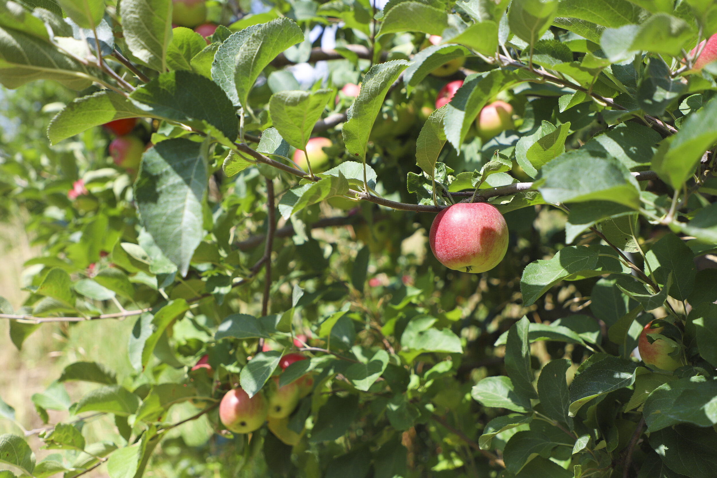 Alber Orchard & Cider Mill, LLC
