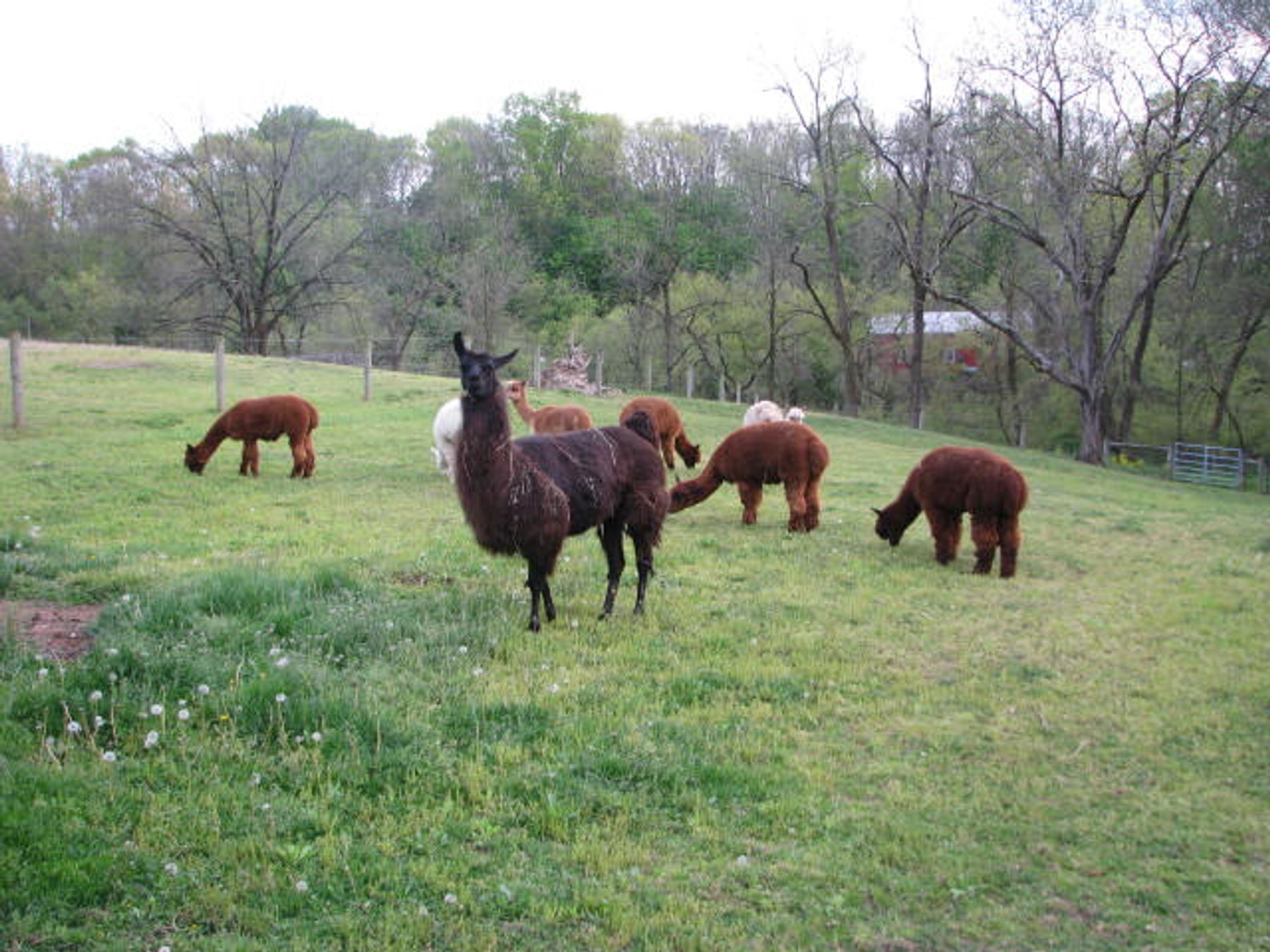 Almosta Ranch Alpacas
