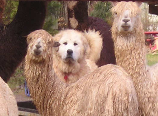Alpacas of Merritt Farm