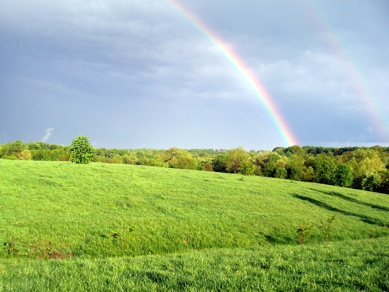 Altai Meadows