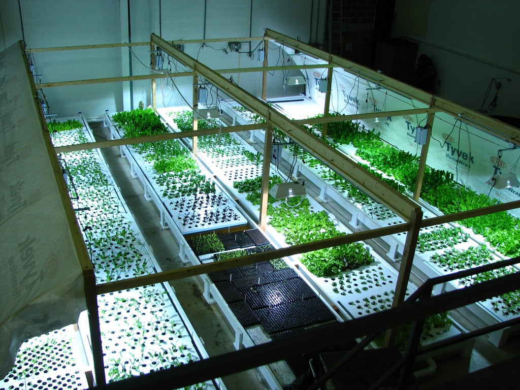 AquaGrowers - Urban Aqauponic Farmers