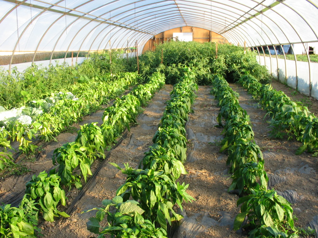 B & L Produce Farm