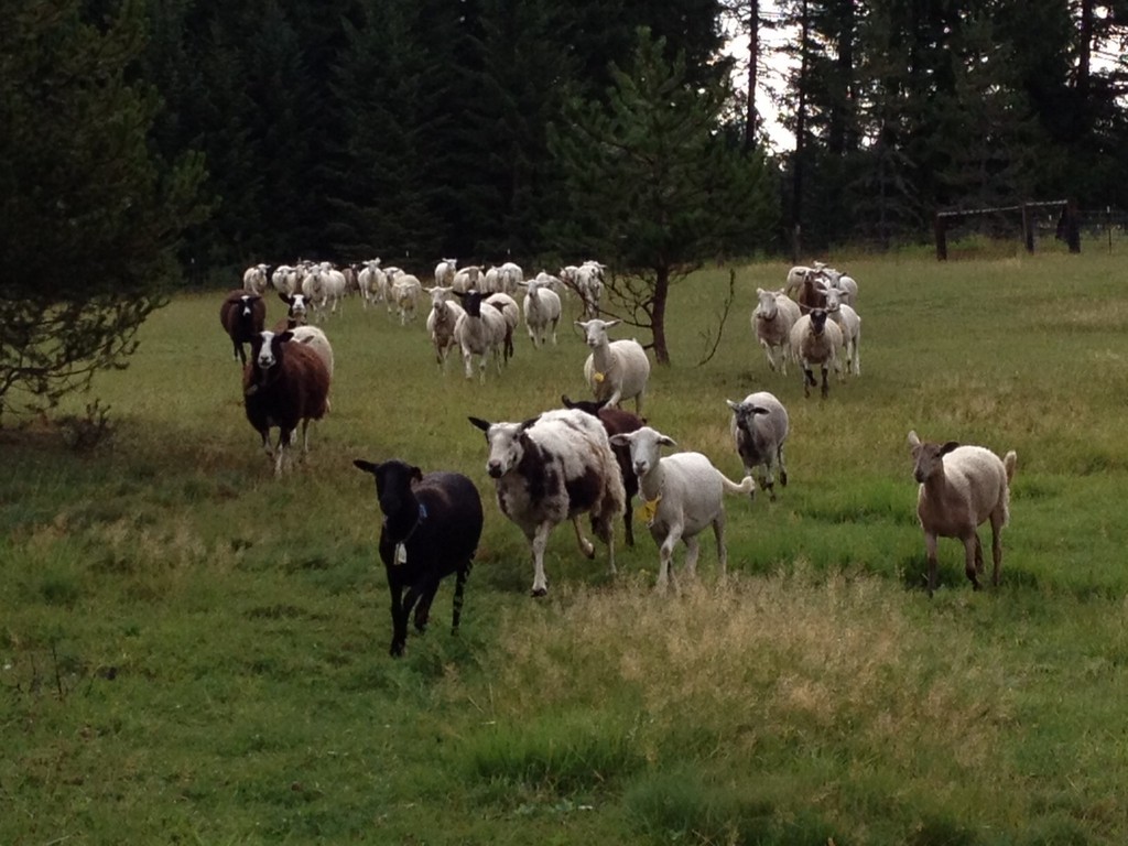 Bah Bah Blacktail Farm