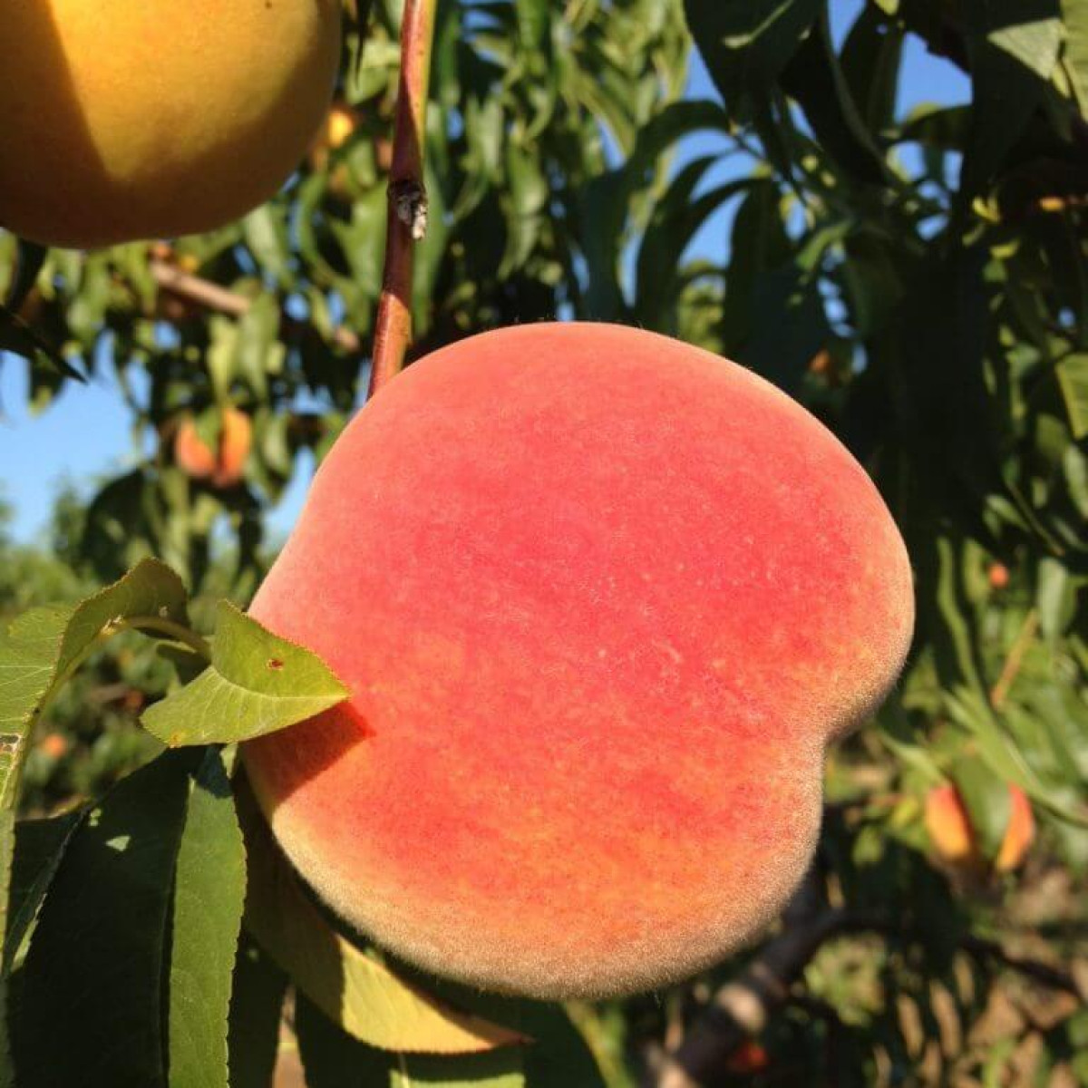 Baird Family Orchards