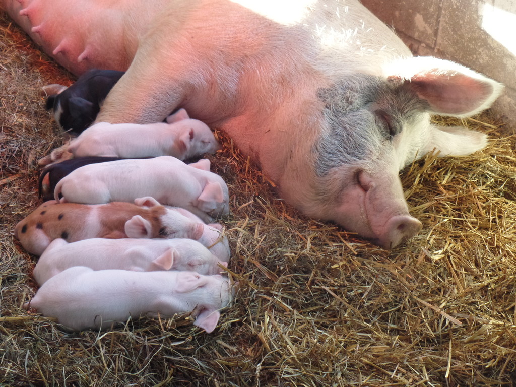 Baldwin Family Farms