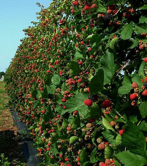 Basciani Blackberry Farm