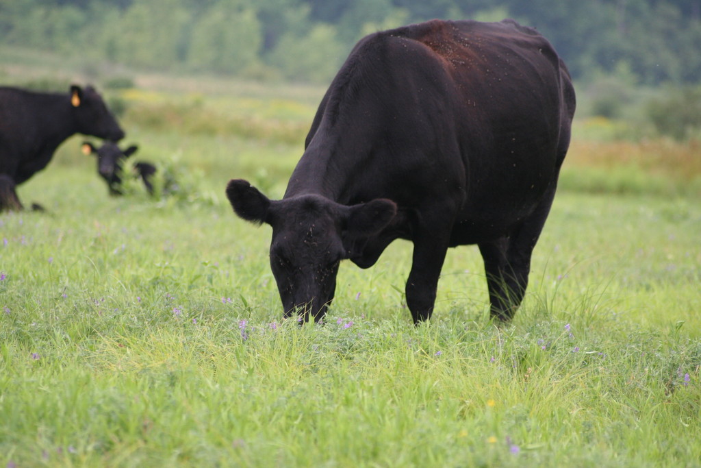 Beartown Farms