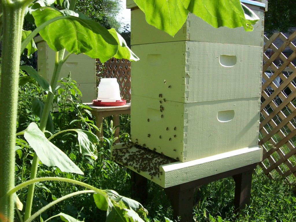 Beesleys Best Raw Honey Products