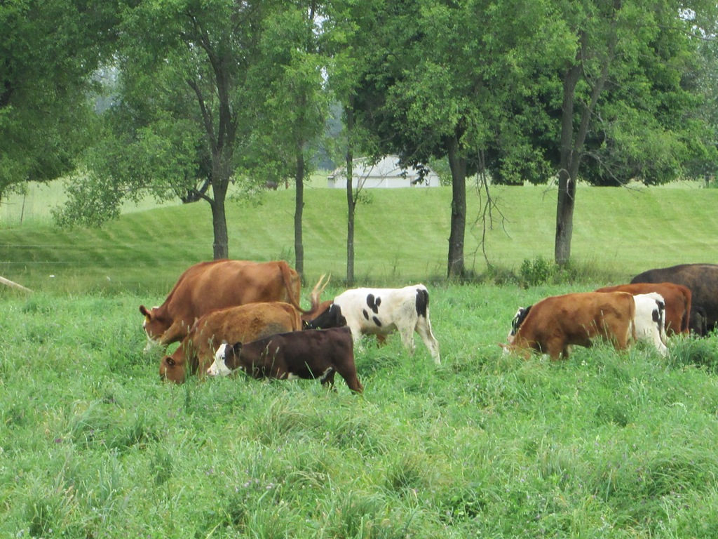 Behnke's Grass Fed Beef & Pasture Pork