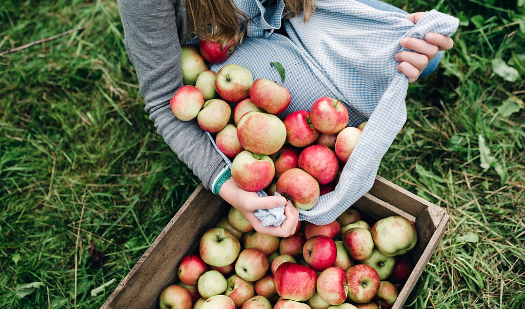 Belltown Hill Orchards