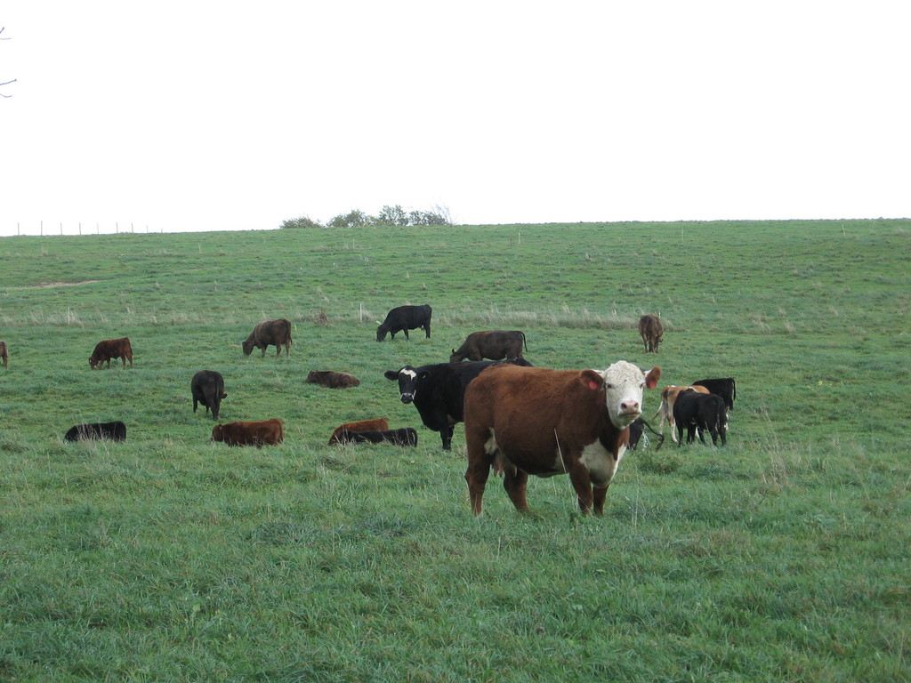 Berger's Green Vista Farm