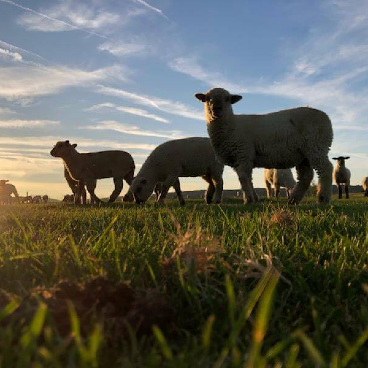 Big Summit Beef Company