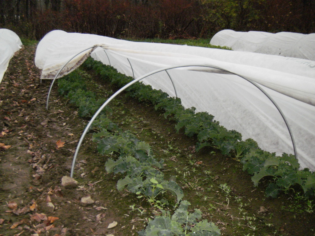 Birdsong Farm