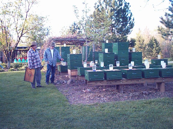 Bittnerbees