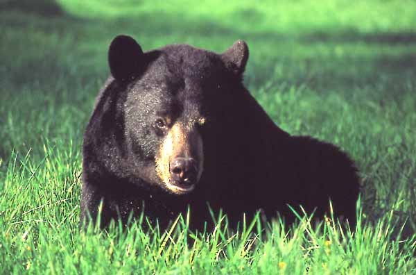 Black Bear Country Farms