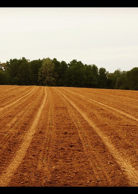Black Family Farms