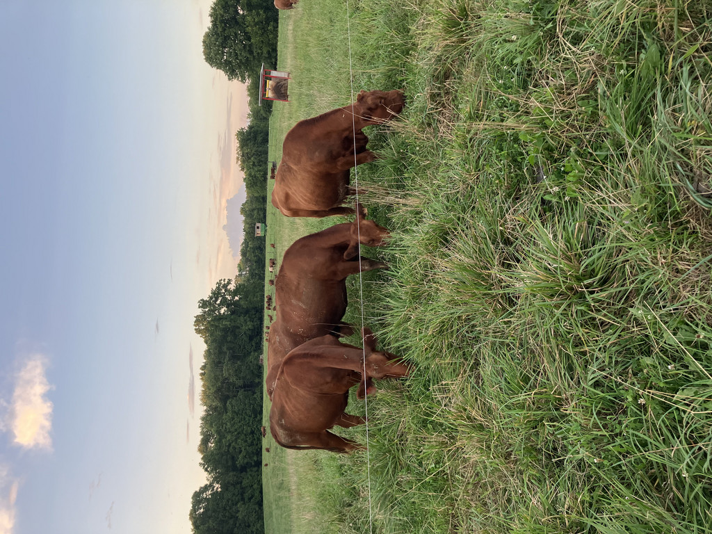 Blue Creek Farm Grassfed Beef