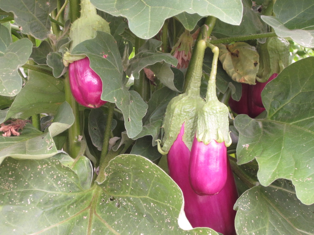 Blue Hill Farmers' Market