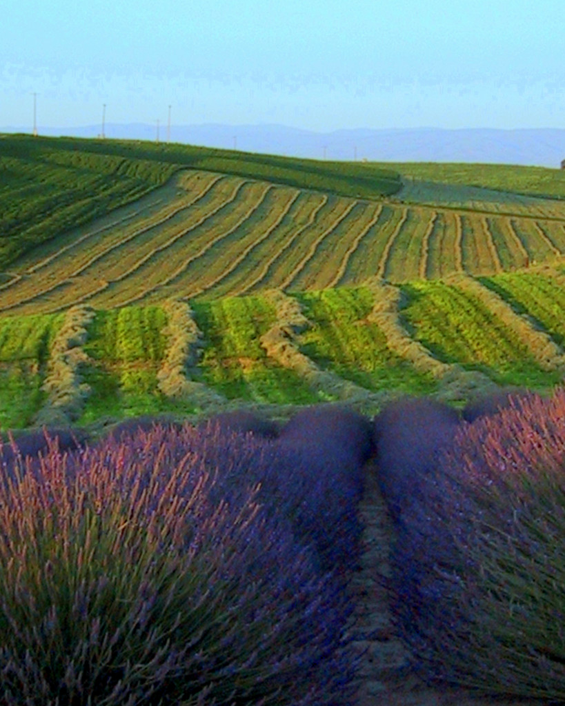 Blue Mountain Lavender Farm