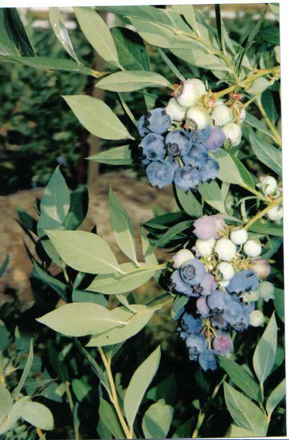 Blue Sky Blueberries