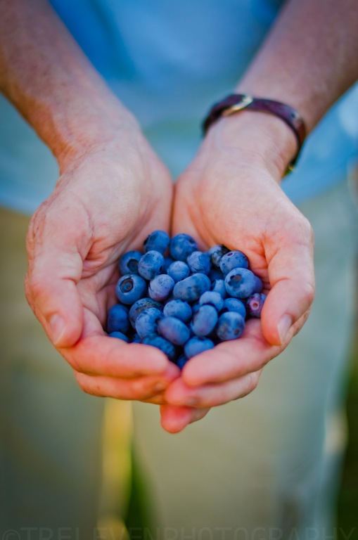 Blueberry Fields of Stillwater