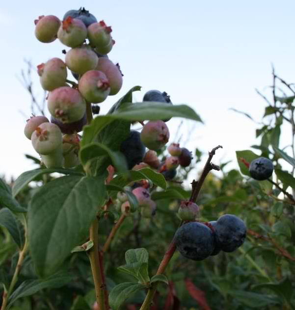 Blueberry Hill Family Farms