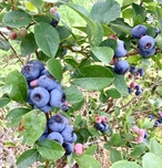 Blueberry Ridge Farm and B&B