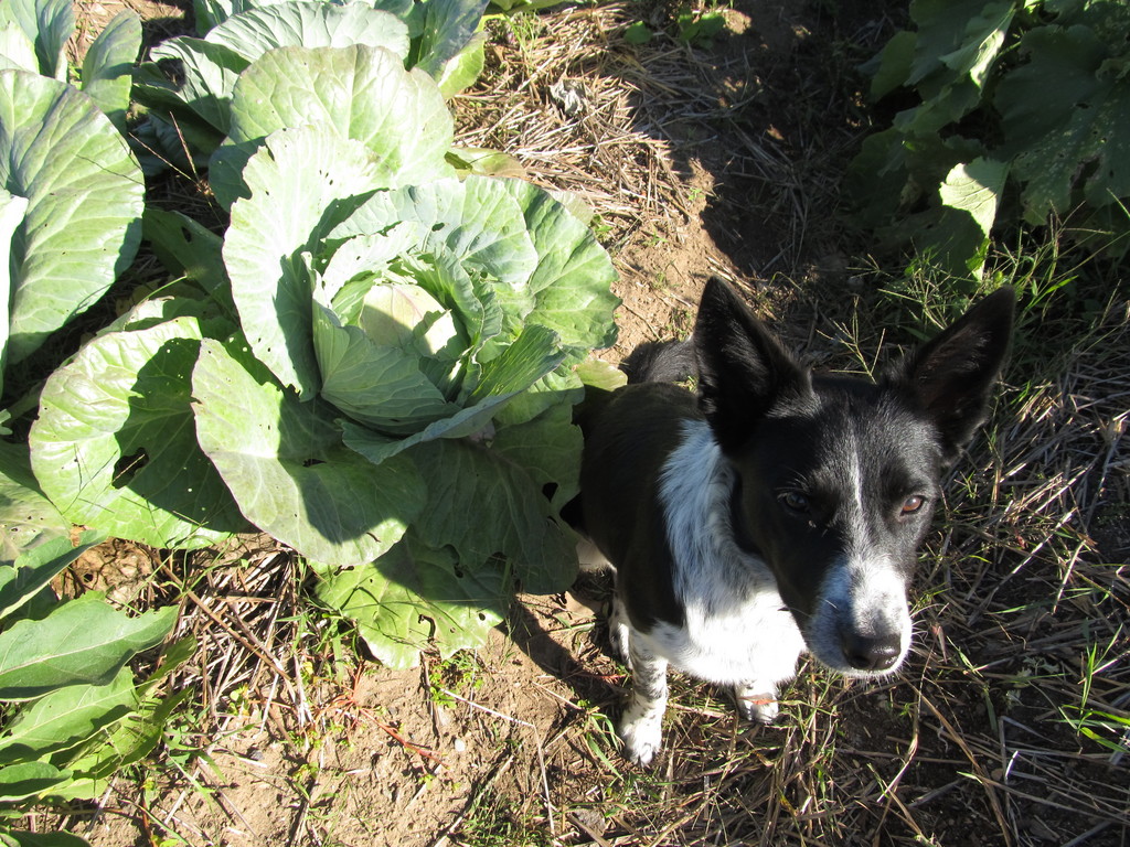Bobolink Meadows Farm