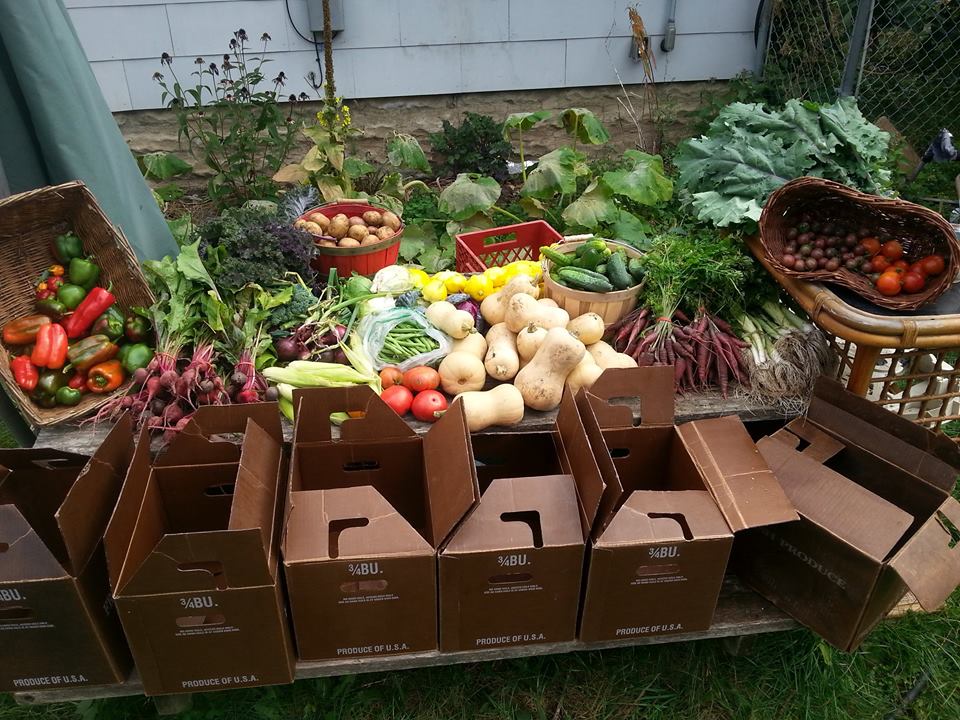 Bootstrap Urban Farm