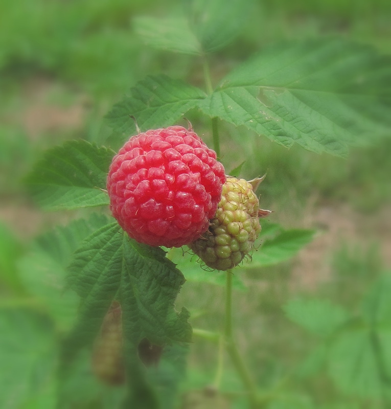 Bramberi Farm & Gardens