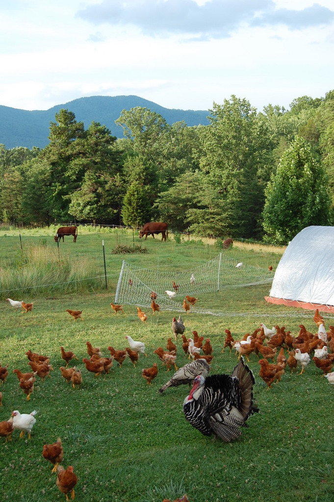 Bramble Hollow Farm