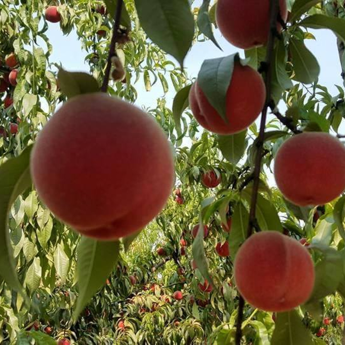 Brosi's Sugartree Farms