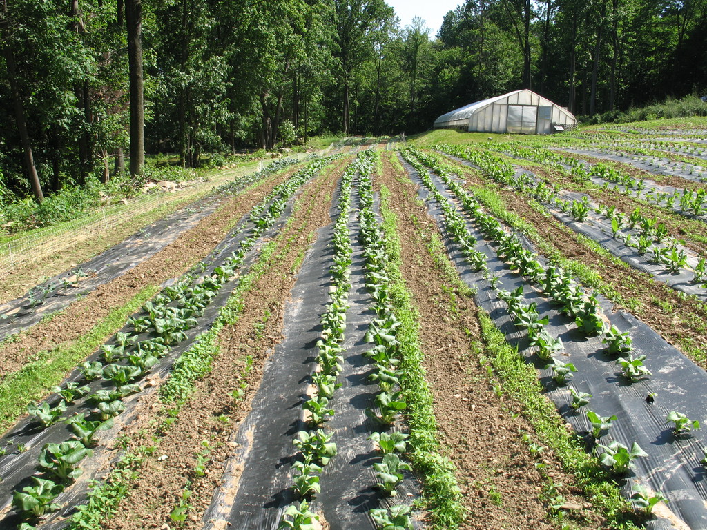 Bull Run Mountain Farm
