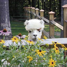Burgis Brook Alpacas
