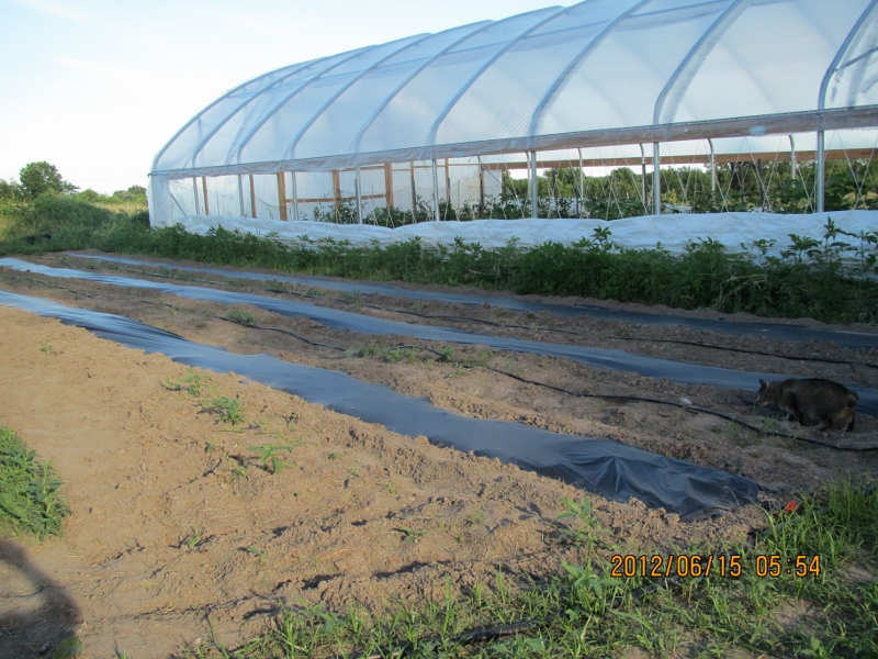 Burr Oak Farm