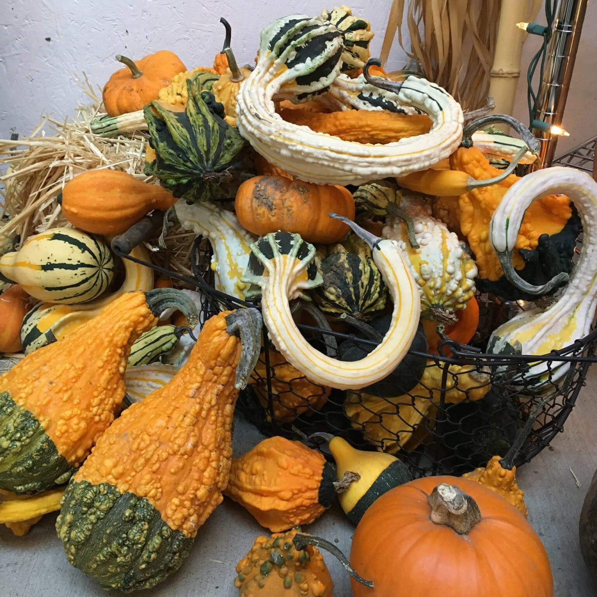 Bush's Fern View Farms