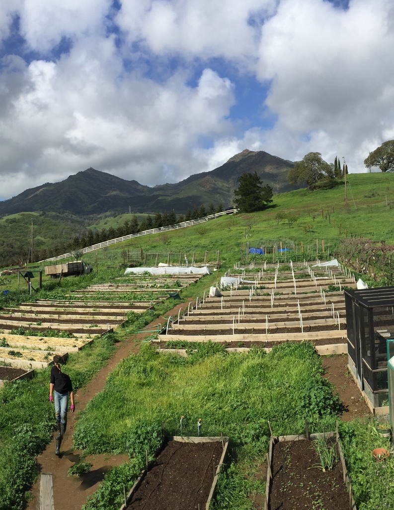 Buttercup Farms Garden