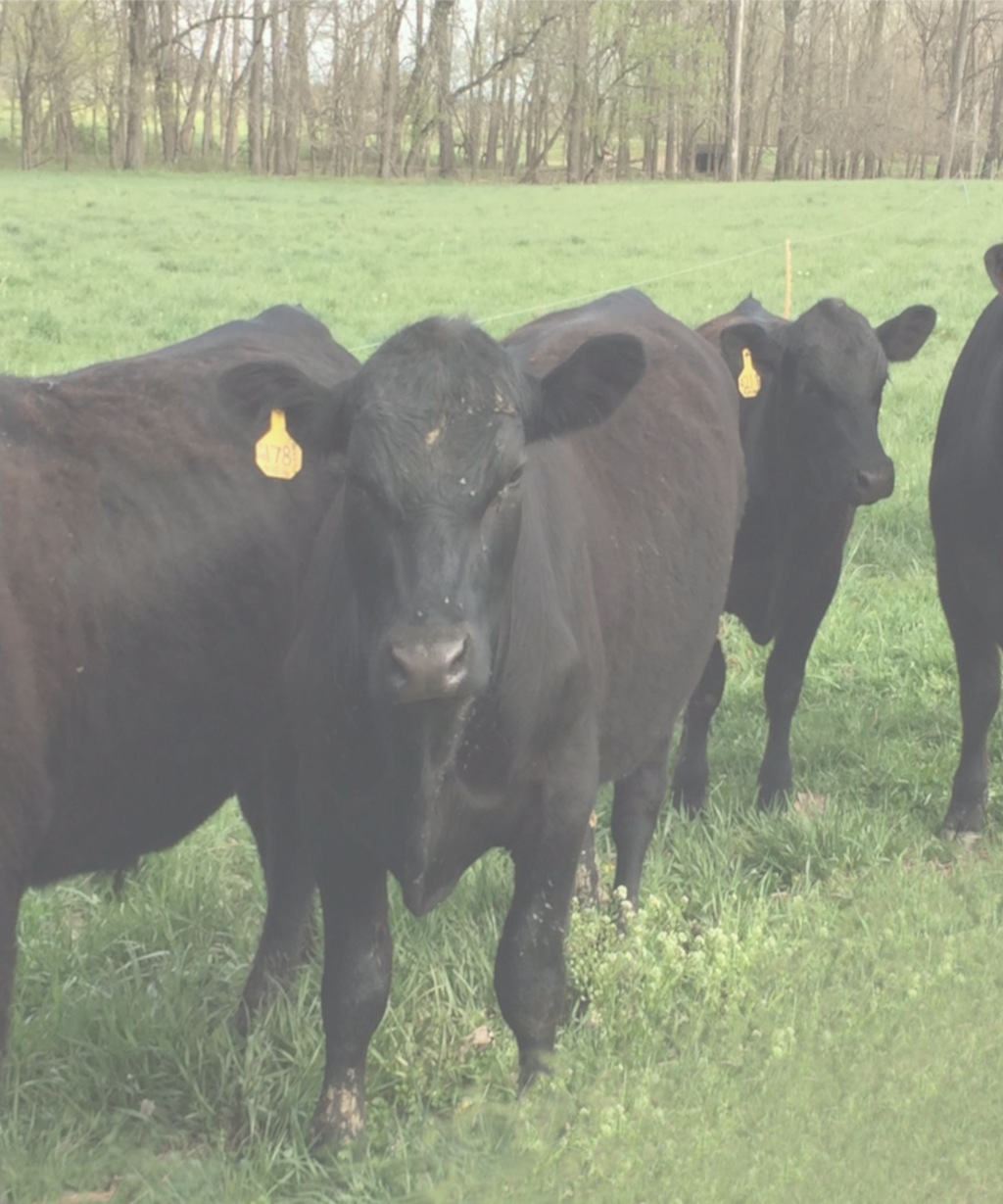 C & M Grass-fed Beef