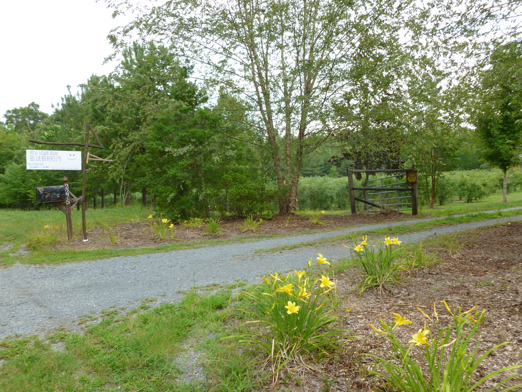Campbell Blueberry Farm