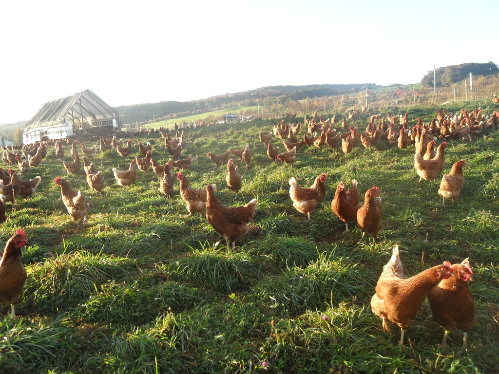 CanAm Farms/ Oliver's Organic Eggs