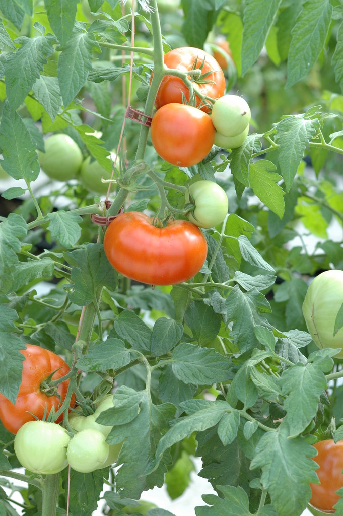 Carpenter's Greenhouse & Organic Produce