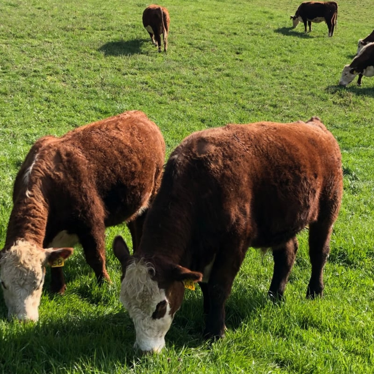Catherine's Cattle Ranch