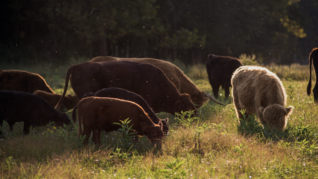 Cedar Creek Farm